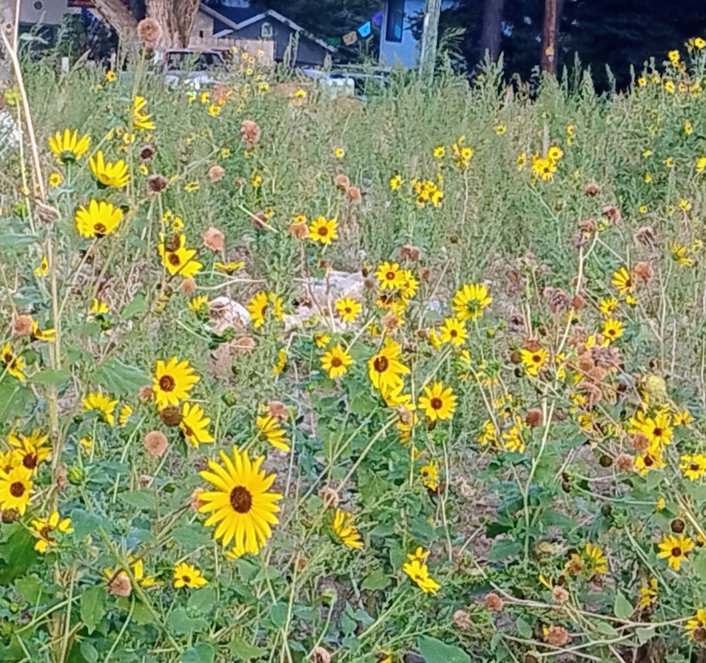 Stunning Sunflowers Outdoors Board stunning-sunflowers-outdoors-board